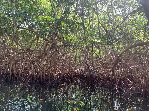 Manglar (alrededores)